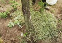 Agronoms skaidro, vai mulčēšana ar nopļautu zāli ir ieguvums vai kaitējums