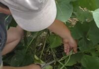 Es noplūcu gurķu apakšējās lapas un katru sezonu zaudēju 70% ražas, vectēva metode nedarbojas