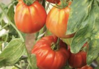 Agronomi savus tomātus laista ar šo uzlējumu, lai to miza nesprēgātu
