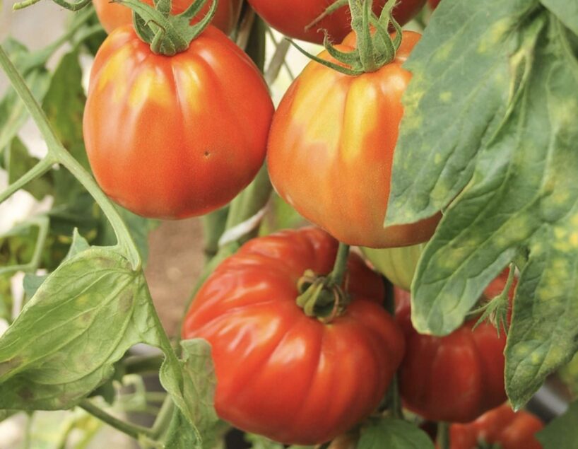 Agronomi savus tomātus laista ar šo uzlējumu, lai to miza nesprēgātu