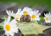 Viltīgi veidi, kā peles iekļūst tavā mājā, un kā tās atturēt no iekļūšanas