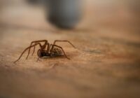 Zirnekļi no istabas pazuda ilgstoši – vajadzīga tikai šī vienkāršā virtuves sastāvdaļa uz palodzes