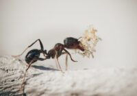 Kā atbrīvoties no skudrām mājās – vienkārši un efektīvi padomi