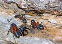 Ledus, sāls un nedaudz viltības – lūk, kā asprātīgi dārznieki tiek galā ar skudrām