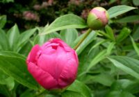 Skudras patiešām palīdz peonijām labāk augt, eksperti sniedz viedokli