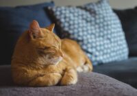 5 reti dzirdēti fakti, kāpēc kaķi patiesībā mazgā savu kažoku