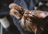 TOP 5 šā brīža modernākās kaķu šķirnes pasaulē: kāpēc cilvēki tik ļoti vēlas šādu mājdzīvnieku