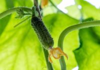 Nestādiet šos augus gurķu tuvumā, savādāk jūs sabojāsiet visu ražu