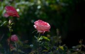 Rozes vasarā zied un saglabā savu skaistumu – kā tās pareizi kopt un izvairīties no biežāk pieļautajām kļūdām Rozes vasarā zied un saglabā savu skaistumu – kā tās pareizi kopt un izvairīties no biežāk pieļautajām kļūdām