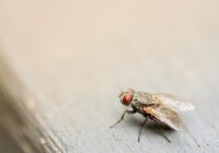 Efektīvi veidi, kā es beidzot atbrīvojos no mušām virtuvē bez dārgiem līdzekļiem un liekām raizēm