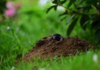 Augsne, kuru izracis kurmis ir ļoti noderīga augiem un istabas ziediem – dalāmies pieredzē un padomos