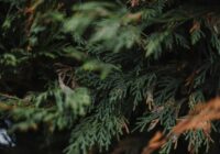 Kā vasarā rūpēties par tūjām – praktiski un noderīgi padomi zaļākam dārzam