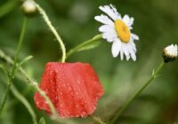 Meteorologs Toms Bricis nāk klajā ar nākošās nedēļas prognozi: šādi laika apstākļi būs vismaz līdz Jāņiem