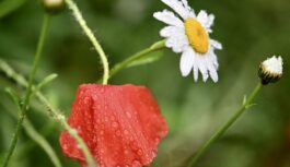 Meteorologs Toms Bricis nāk klajā ar nākošās nedēļas prognozi: šādi laika apstākļi būs vismaz līdz Jāņiem