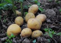 Augi, kurus nekad nevajadzētu stādīt blakus kartupeļiem pēc dārzkopju ieteikuma