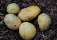 Dārznieku padomi, lai paātrinātu kartupeļu nogatavošanās procesu