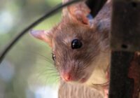 Pilnīgi dabisks veids, kā atbaidīt žurkas no dārza, slēpjas tavā virtuvē