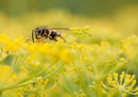 Horoskops 16. jūnijam: Skorpioniem – veiksmīga diena, Mežāžiem – jāpievērš uzmanība detaļām