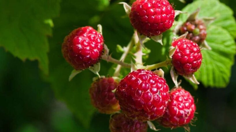 Aveņu barošana jūlijā, lai ogas būtu lielas un saldas