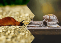 7 interesanti veidi, kā atbrīvoties no gliemežiem bez ķimikālijām, pasargājot savu dārzu