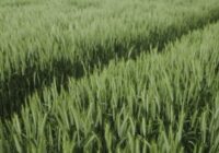 Investing in Latvian Farmland — Europe’s Hidden Land Value Opportunity