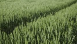 Investing in Latvian Farmland — Europe’s Hidden Land Value Opportunity