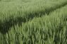 Investing in Latvian Farmland — Europe’s Hidden Land Value Opportunity