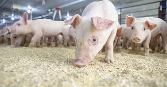 200108_pigs.jpg