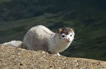 200930_fur.jpg