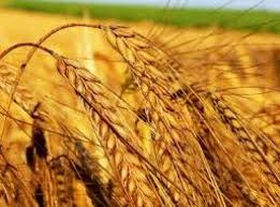 170801_lit_grain.jpg