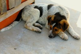 110801_sobaka_prijut.jpg
