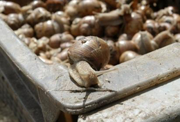 110627_Gudukas_ulitki.jpg 110627_Gudukas_ulitki.jpg