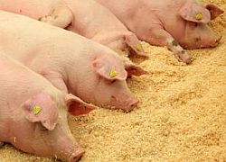 060813pig.jpg