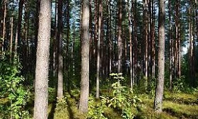 171128_forest.jpg