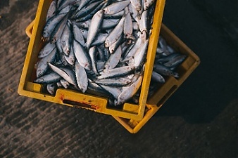 181015_fish.jpg
