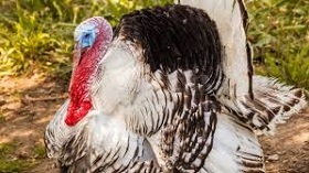 200102_bird_flu.jpg