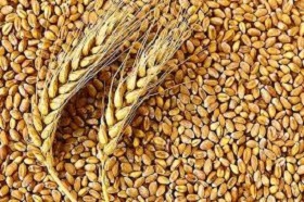 200106_wheat.jpg