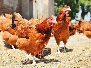 200121_hens.jpg