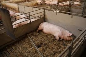 200124_pigsEE.jpg
