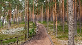 200318_forestEE.jpg