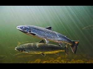 200508_salmonEE.jpg