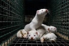 200608_minks.jpg