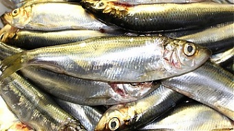 200929_fish.jpg
