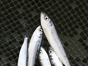 201020_fish.jpg