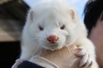 201117_mink.jpg