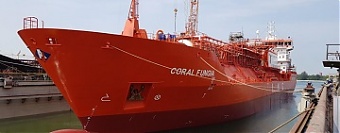 200122_coral_fungia.jpg