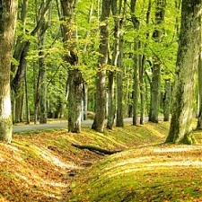 190621_kemeru_parks.jpg