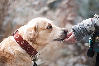 190906_dog.jpg