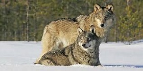 191022_wolfes.jpg