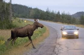 181212_animal_road.jpg